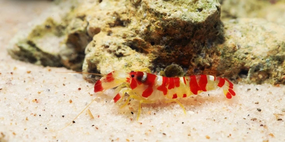 По-английски это существо называется pistol shrimp (креветка-пистолет).