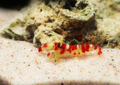 По-английски это существо называется pistol shrimp (креветка-пистолет).