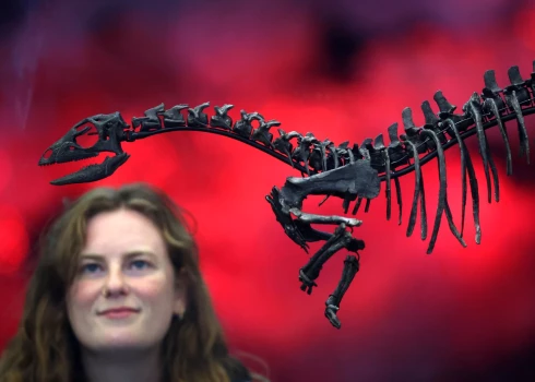 Atrastais skelets ir labi saglabājies, priecājas britu paleontoloģe Sjūzena Meidmenta.