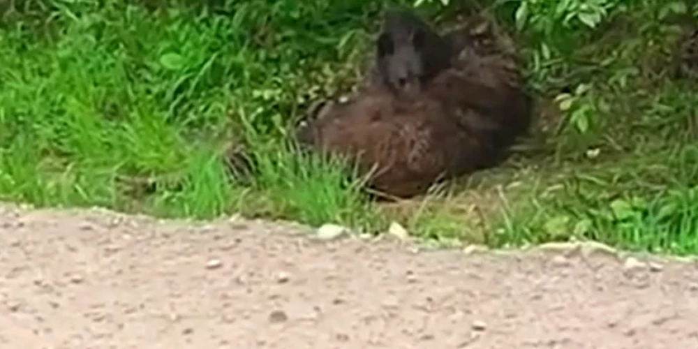 Lācēns mēģina "pamodināt" nosisto mammu (ekrānuzņēmums no video)