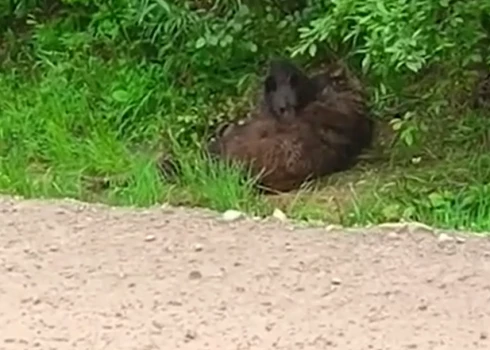 Lācēns mēģina "pamodināt" nosisto mammu (ekrānuzņēmums no video)