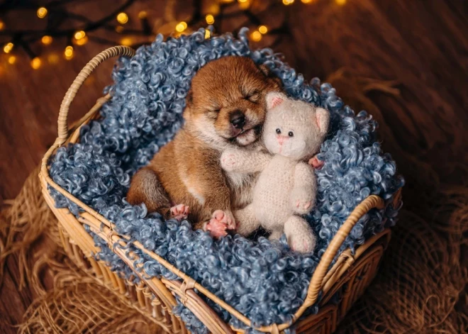 Aptauja: Latvijā 32% suņa vai kaķa īpašnieki saņēmuši attiecīgo mājdzīvnieku dāvanā