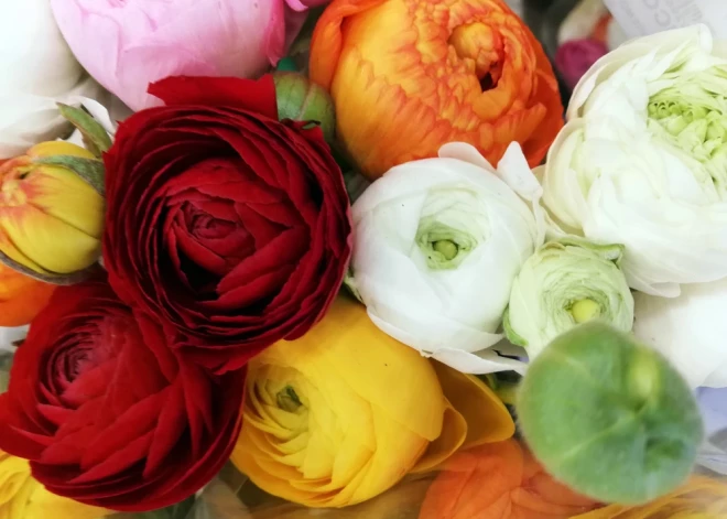 Šonedēļ populārākie vārdi – Margarita, Olivers un Antra