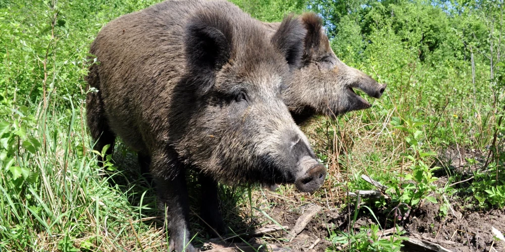 Āfrikas cūku mēris pagājušajā nedēļā konstatēts 16 mežacūkām.