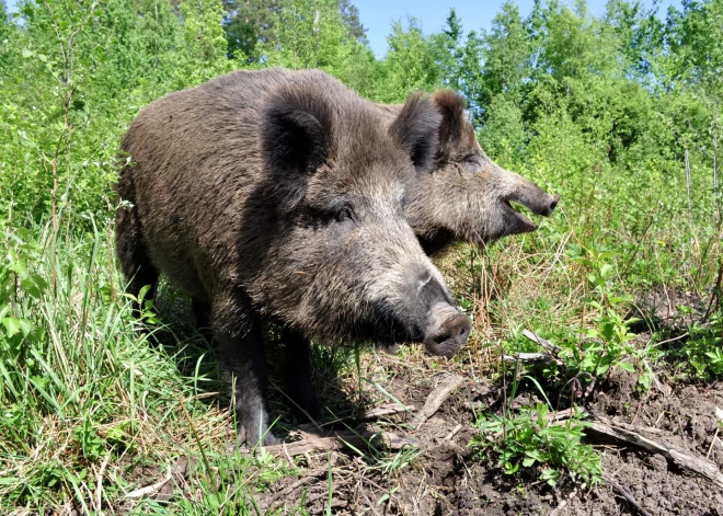 Latvijā turpina plosīties Āfrikas cūku mēris – inficēto mežacūku skaits strauji pieaug