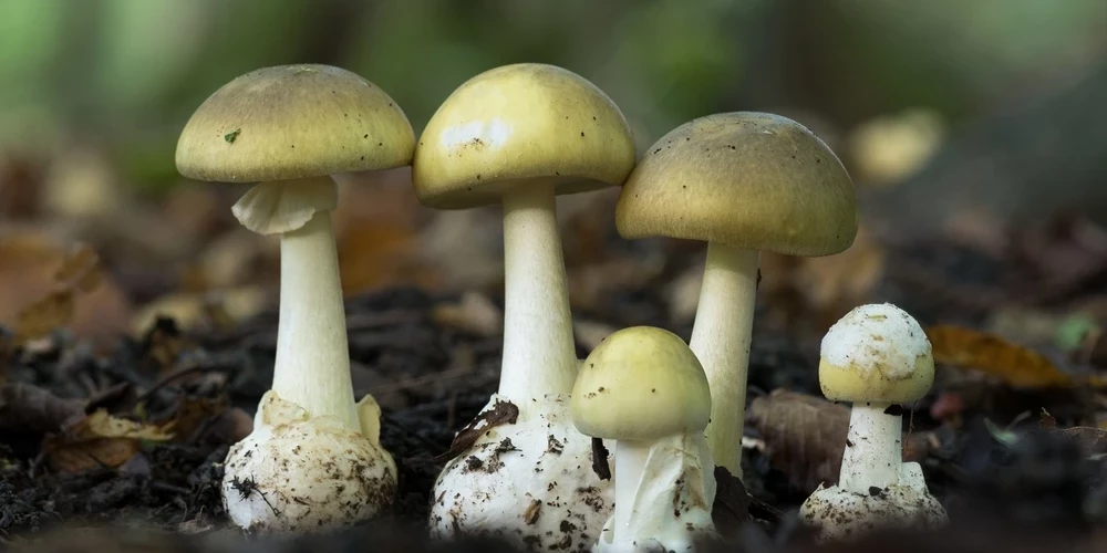 Zaļā mušmire satur amatoksīnus – spēcīgas neiznīcināmas indīgas vielas.