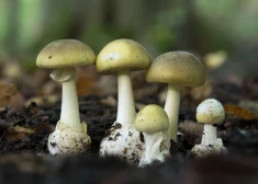 Pusdienas ar zaļajām mušmirēm: Austrālijā sieviete ar indīgām sēnēm nogalina vīra radiniekus