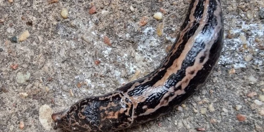 Madonas novadā Baiba Bambe novērojusi netipiska krāsojuma milzu kailgliemezi (Limax maximus), kas izceļas ar iespaidīgu izmēru un raksturīgu ķermeņa formu.