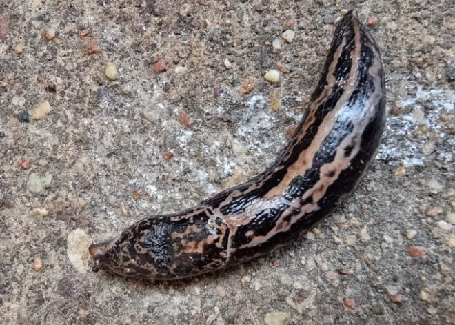 Neparasts dabas atradums Madonas pusē – milzu kailgliemezis ar retu krāsojumu