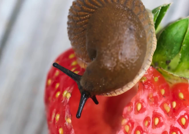 Победить уже невозможно, но бороться нужно: в Латвии обосновался вредитель из Испании