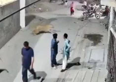 VIDEO: lauva pēkšņi izlec uz ielas Pakistānas pilsētā un uzklūp garāmgājējiem