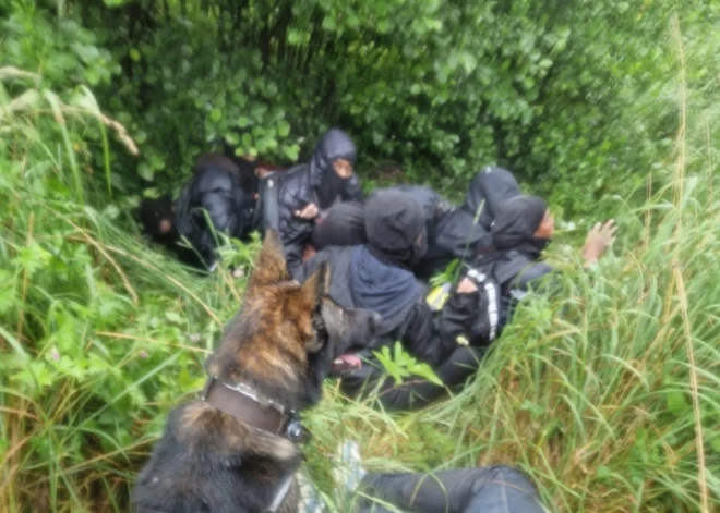 Lietuvas robežsargu suns, kurš nu sargā Latvijas robežu, uzodis un notvēris lielu nelegālo migrantu grupu
