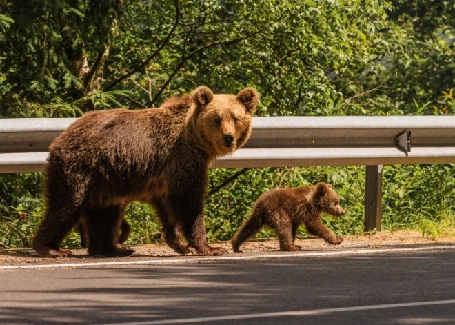 Хоть в лес не ходи: европейская страна объявила войну медведям
