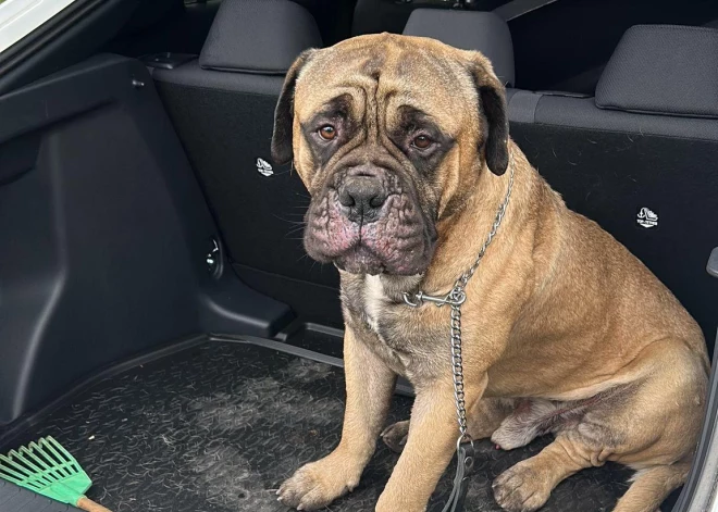 "Sapratām, ka padoties nevaram!" – ģimene dalās aizkustinošā stāstā par pazudušā Hārdija meklēšanu