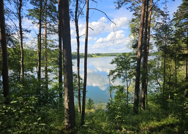 Meža tehnika uzlabo dzīves apstākļus retajām Grebļukalna sugām