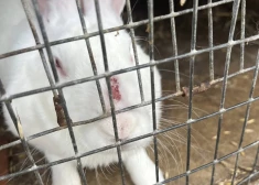 "Beigtas peles, satraumēti un badā esoši dzīvnieki, sūdu kalni..." Veiktas pārbaudes Ķekavas mini zoo, par kuru šausminājās apmeklētāja 