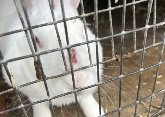 "Beigtas peles, satraumēti un badā esoši dzīvnieki, sūdu kalni..." Veiktas pārbaudes Ķekavas mini zoo, par kuru šausminājās apmeklētāja