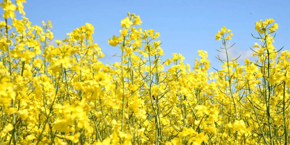 Raža var kavēties - vasaras rapša kulšana gaidāma tikai septembrī