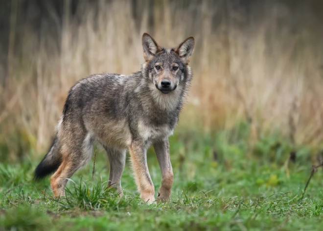 Vilku medību sezona sākas ar jaunu rekordu: Latvijā atļauts nomedīt līdz 370 vilkiem