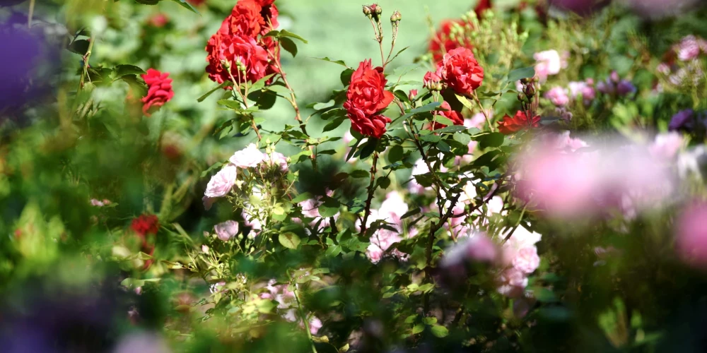 Rozes.