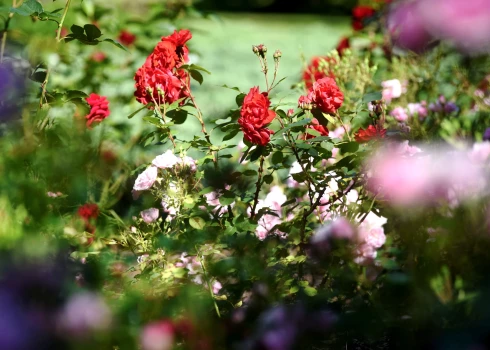Rozes.