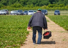 "Darba devējs apgalvo, ka nekad agrāk nav redzējis darbinieku" - Kas slēpjas aiz zemeņu novākšanas biznesa