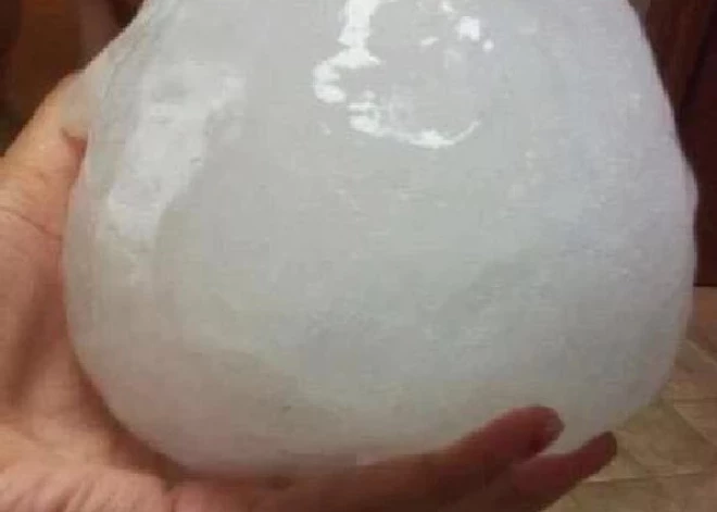 "Re, kāds man milzenis!": soctīklos uzjautrinās par Vidzemes lielkrusu