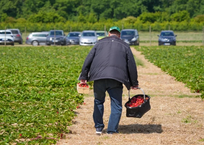 "Работодатель утверждает, что никогда не видел этого работника": "темная сторона" бизнеса по сбору клубники
