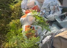ФОТО, ВИДЕО: жители пригородов Риги негодуют - леса превращаются в свалки