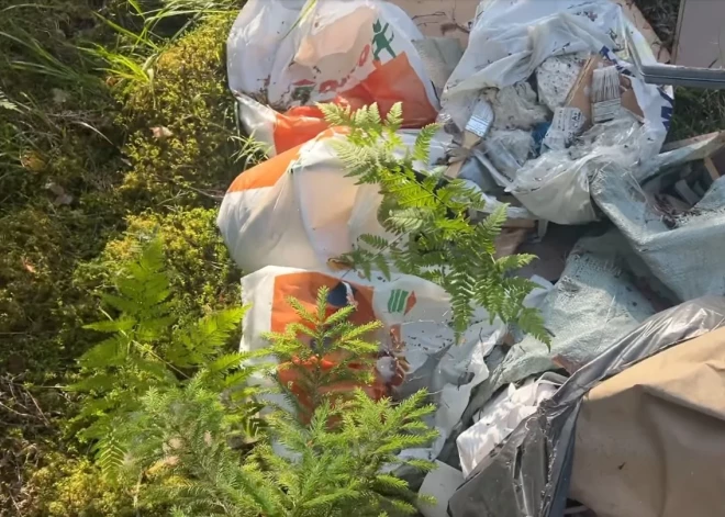 ФОТО, ВИДЕО: жители пригородов Риги негодуют - леса превращаются в свалки