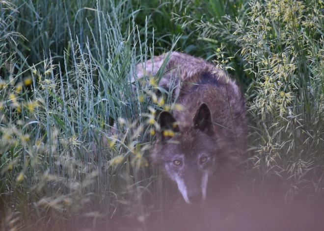Otrdien Latvijā sāksies vilku un zeltaino šakāļu medību sezona
