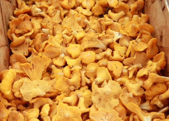 PVD aizliedz Latvijā ievest radioaktīvas gailenes no Krievijas