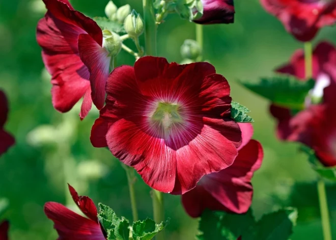 Šonedēļ populārākie vārdi – Aleksejs un Oskars