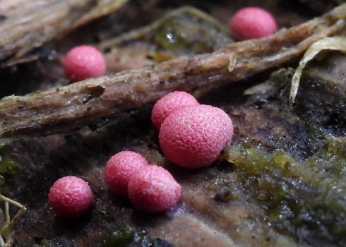 Gļotsēne "Lycogala persicum".
