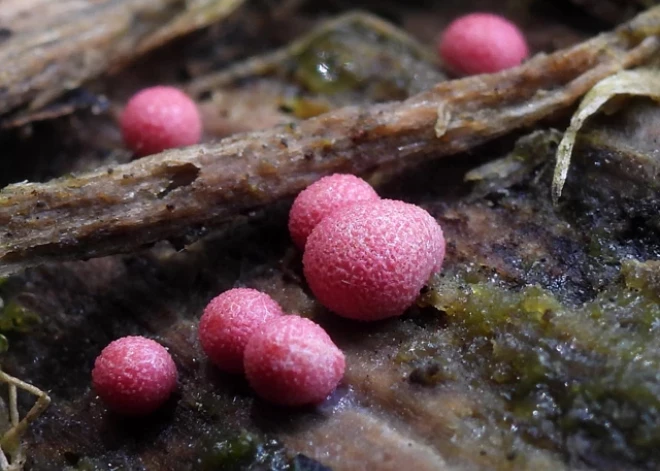 Ķemeru Nacionālajā parkā atrod pasaulē vēl neaprakstītu gļotsēni - persiku vilkpienaini