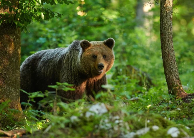 Медведи становятся проблемой в Видземе - фермеры ищут эффективные методы отпугивания