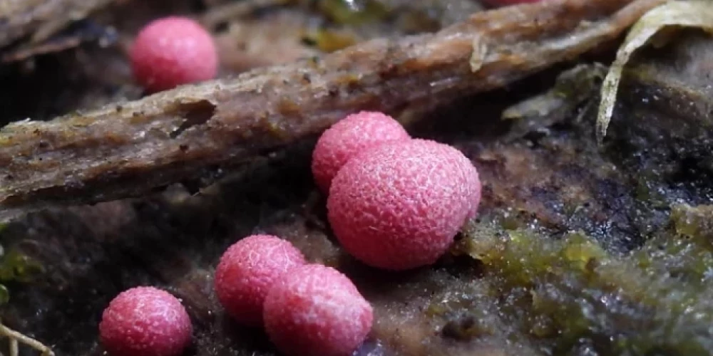 Lycogala persicum.