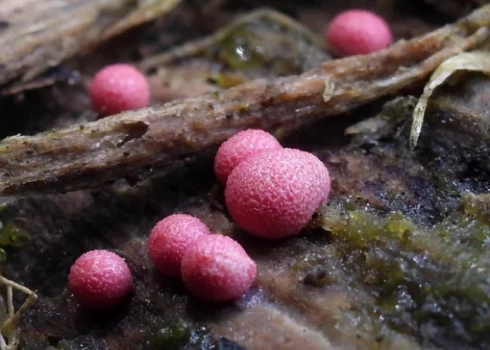 Lycogala persicum.