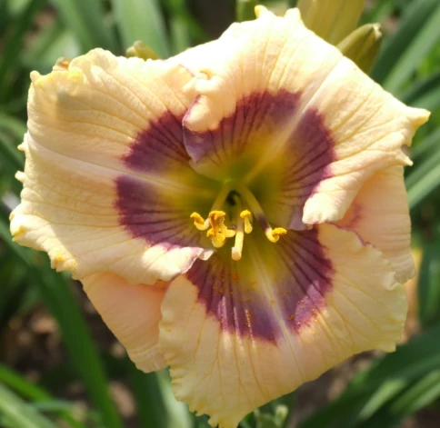 Dienlilija 'Zilacīte'. Foto: no privātā arhīva