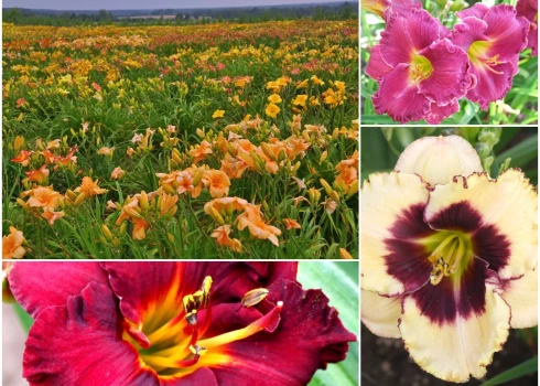 Dienliliju dārzs Laucienē. Foto: no privātā arhīva