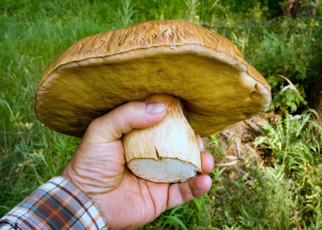 Kā ir pareizāk - nogriezt sēni ar nazi vai raut to ārā no zemes "ar sakni"? Skaidro mikoloģe Inita Dāniele