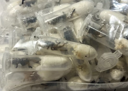 Vācijas Ķelnes lidostā muitas darbinieki atklājuši satraucošu un neparastu sūtījumu – aptuveni 1500 jaunu tarantulu, kas slēpti plastmasas trauciņos un ievietoti šokolādes kūku kastēs. 