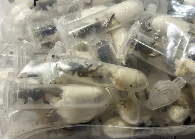 "Pat pieredzējušākie darbinieki palika bez vārdiem," - Vācijas lidostā atklāts neparasts sūtījums