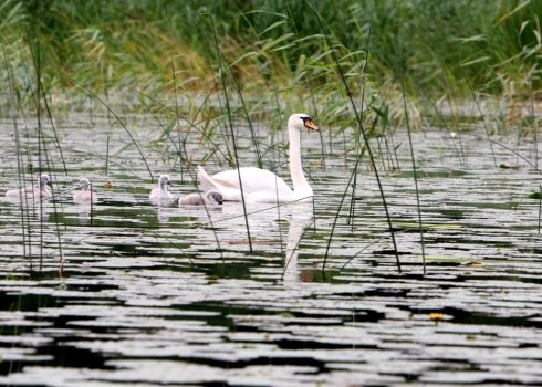Gulbis ar mazuļiem Juglas ezerā.