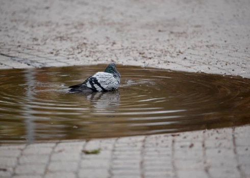 Balodis peļķē Līvu laukumā.