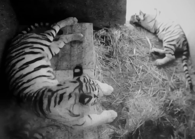 16. jūlijā Rīgas zoodārzā paziņoja jauno tīģeru vārdus.