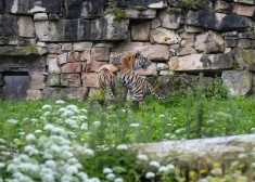 FOTO: iepazīsties ar Safīru un Augusti! Rīgas zoodārza tīģerēni beidzot ieguvuši vārdus
