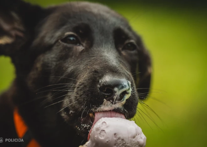 FOTO: Valsts policijā dienestu uzsākuši jauni kolēģi ar slapjiem deguniem
