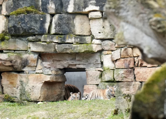 ФОТО: амурские тигрицы из Рижского зоопарка наконец получили имена! Когда животных можно увидеть?
