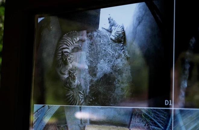 Даже если животные решат остаться в помещении, за ними можно наблюдать в прямом эфире через экраны у вольера — благодаря камерам, установленным в тигрином жилище.